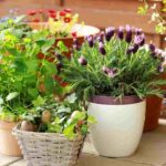 Chaos gardening cattolicivegetariani.it