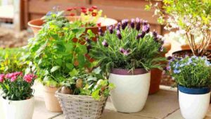 Chaos gardening cattolicivegetariani.it