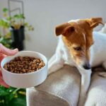 Crocchette o cucina casalinga cattolicivegetariani.it