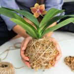 kokedama cattolicivegetariani.it