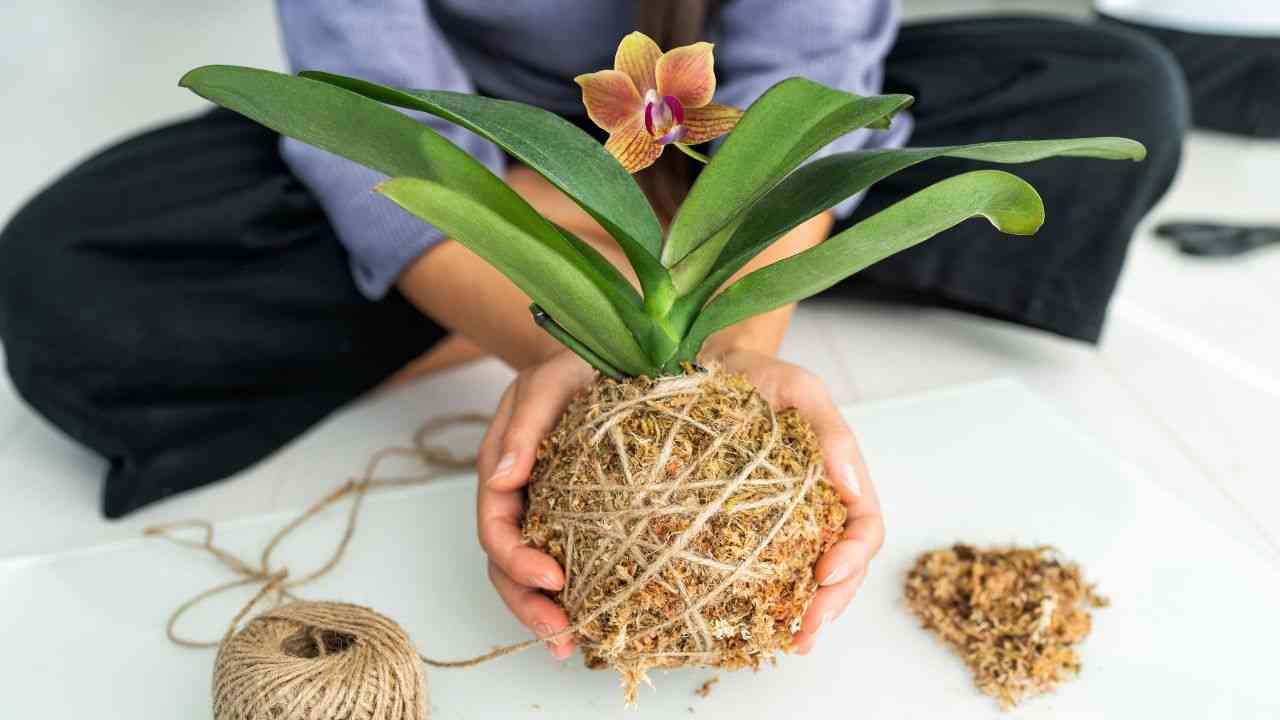 kokedama cattolicivegetariani.it