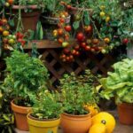 orto in casa cattolicivegetariani.it