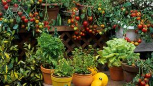 orto in casa cattolicivegetariani.it