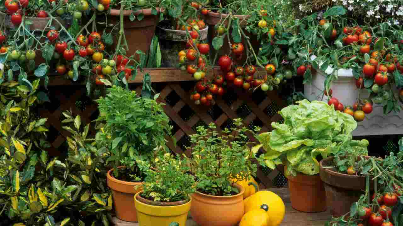 orto in casa cattolicivegetariani.it